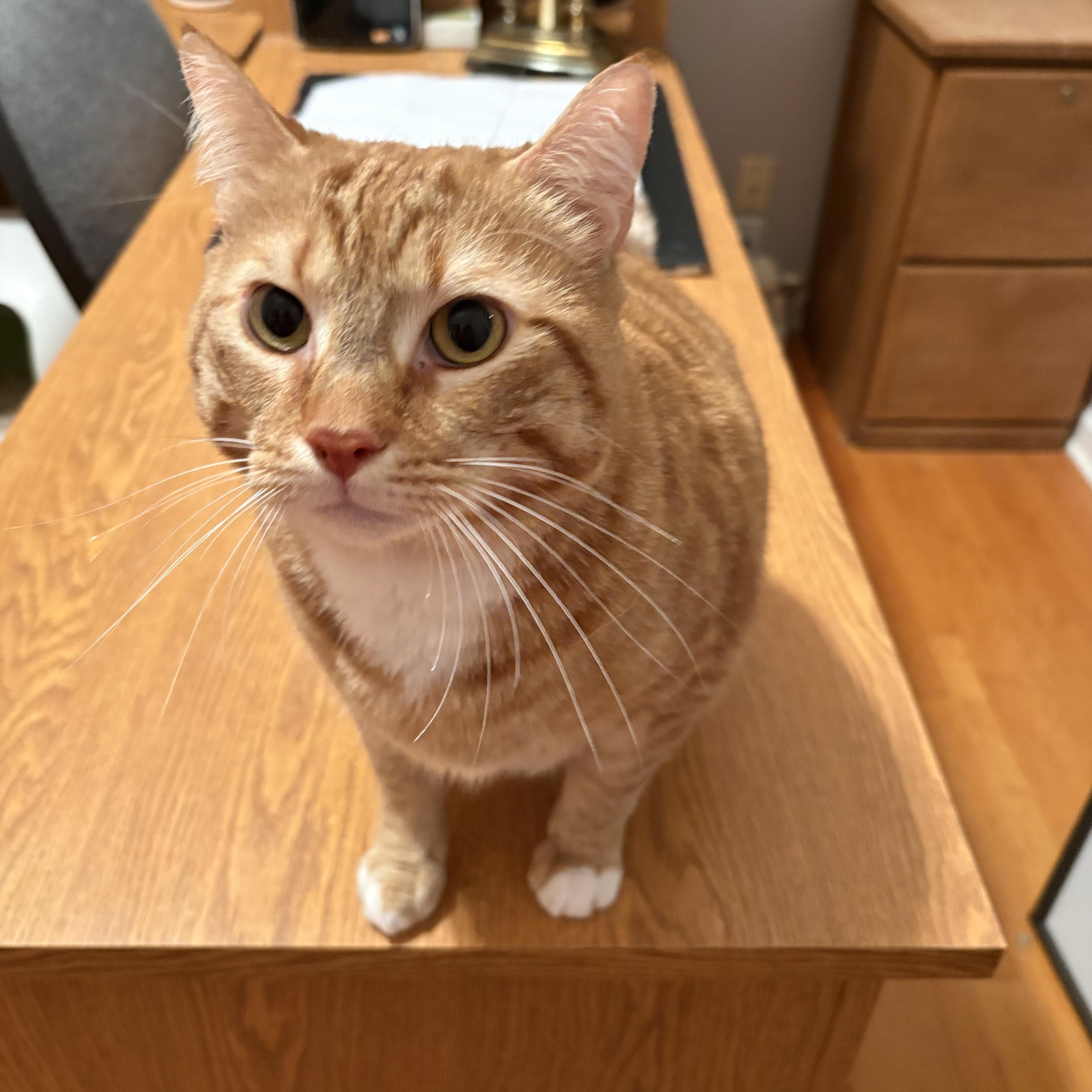 An adult medium-sized male Orange & White Domestic Short Hair cat named Simba for adoption in Beaufort, SC