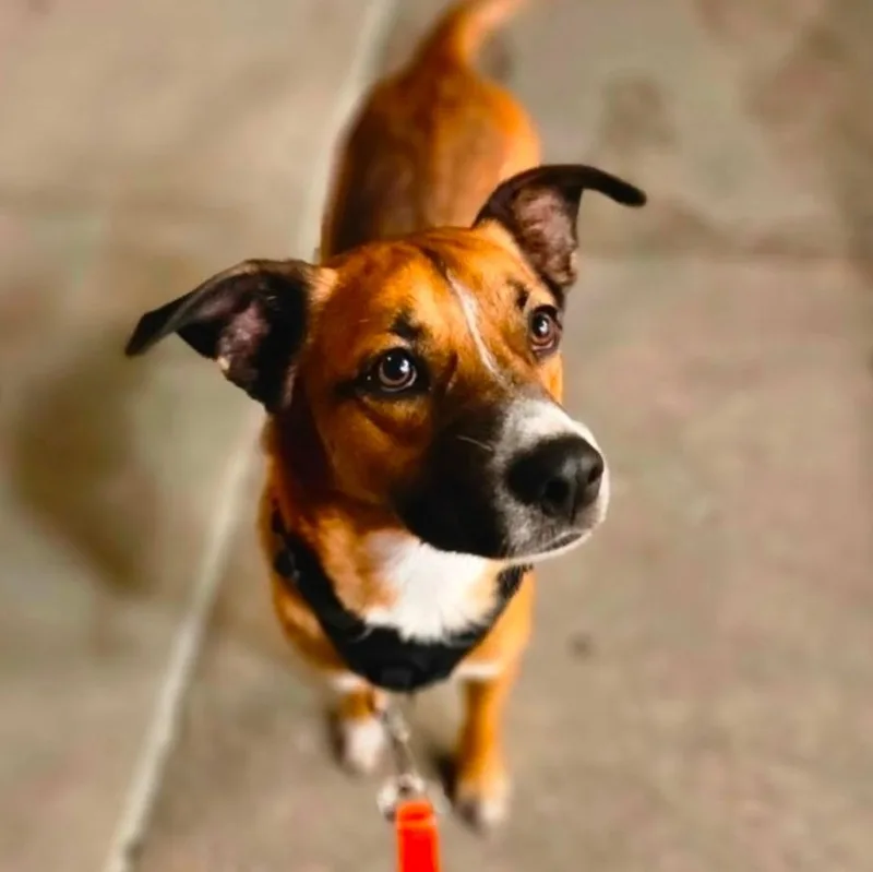 A young medium-sized male Yellow / Tan / Blond / Fawn Shepherd dog named Barkley for adoption in Stamford, CT