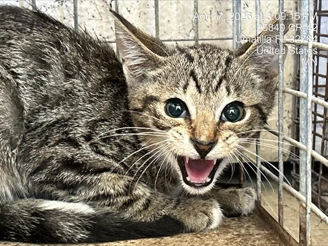 A baby small-sized male Domestic Short Hair cat named Eugenie for adoption in Ocala, FL