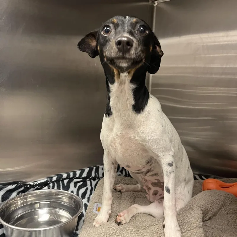 An adult small-sized female White / Cream Jack Russell Terrier dog named Betty for adoption in Nashville, TN