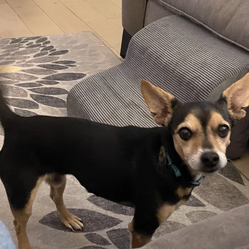 A senior small-sized male Black Chiweenie dog named Jimmy for adoption in Temple, TX