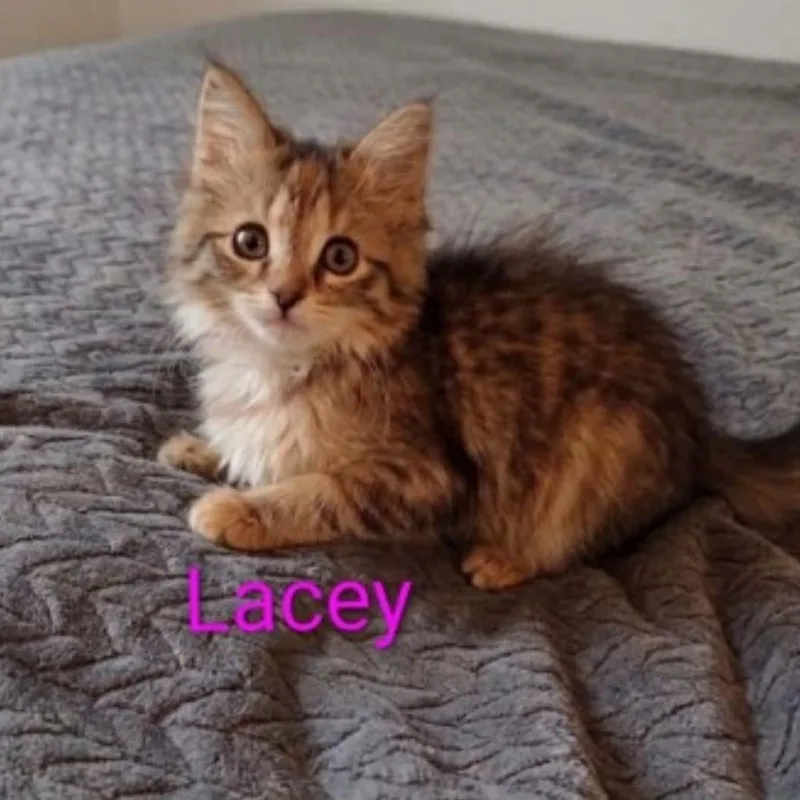 Lacey thumbnail 2