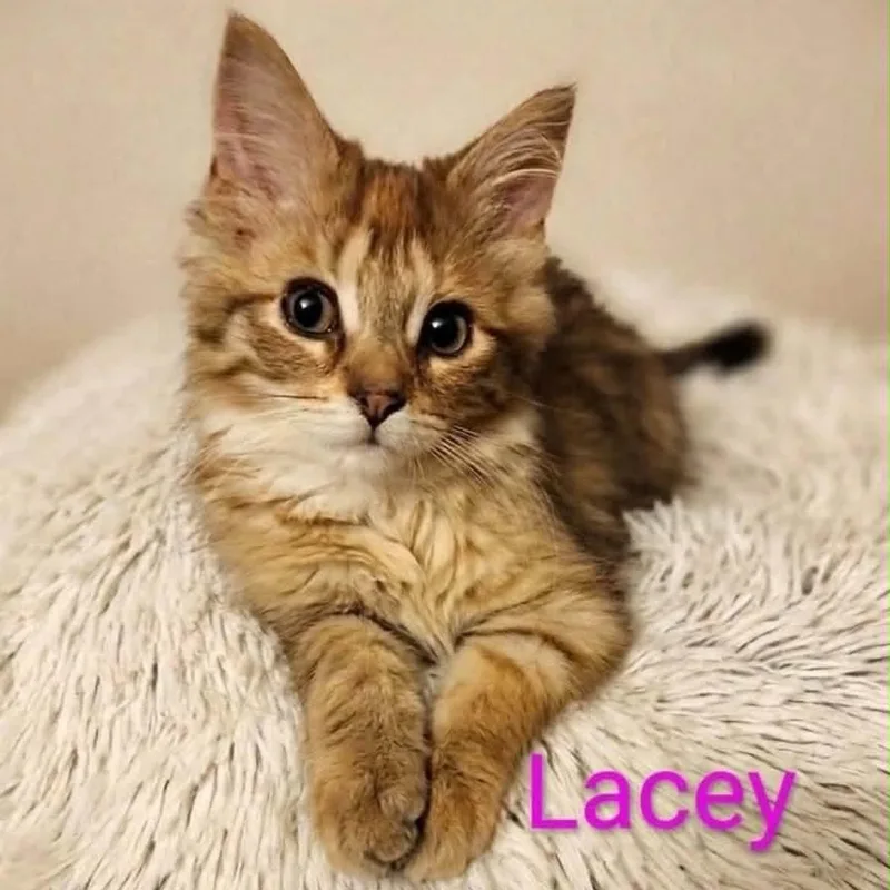 Lacey thumbnail 3