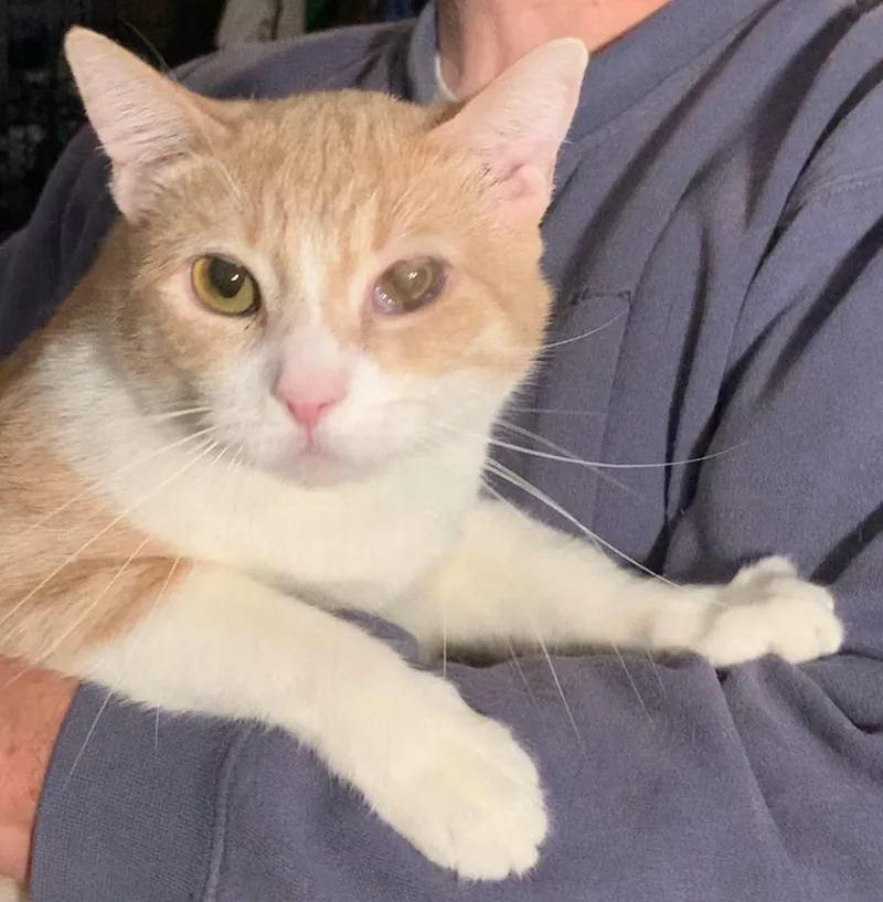 An adult large-sized male Orange & White American Shorthair cat named Skeeter for adoption in Dixon, CA