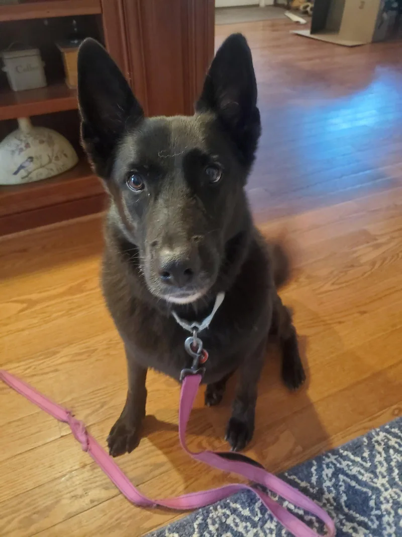 An adult medium-sized female German Shepherd Dog dog named Shadow for adoption in Centreville, VA
