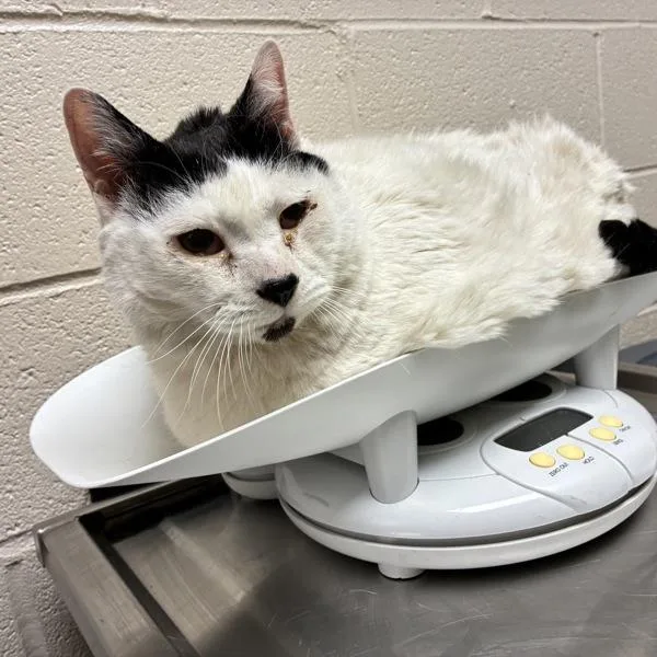 An adult extra large-sized male Domestic Short Hair cat named Julian for adoption in Troutdale, OR