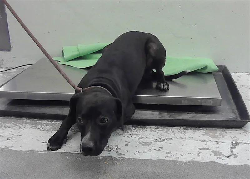 A young small-sized male Dachshund dog named Mikey for adoption in Houston, TX