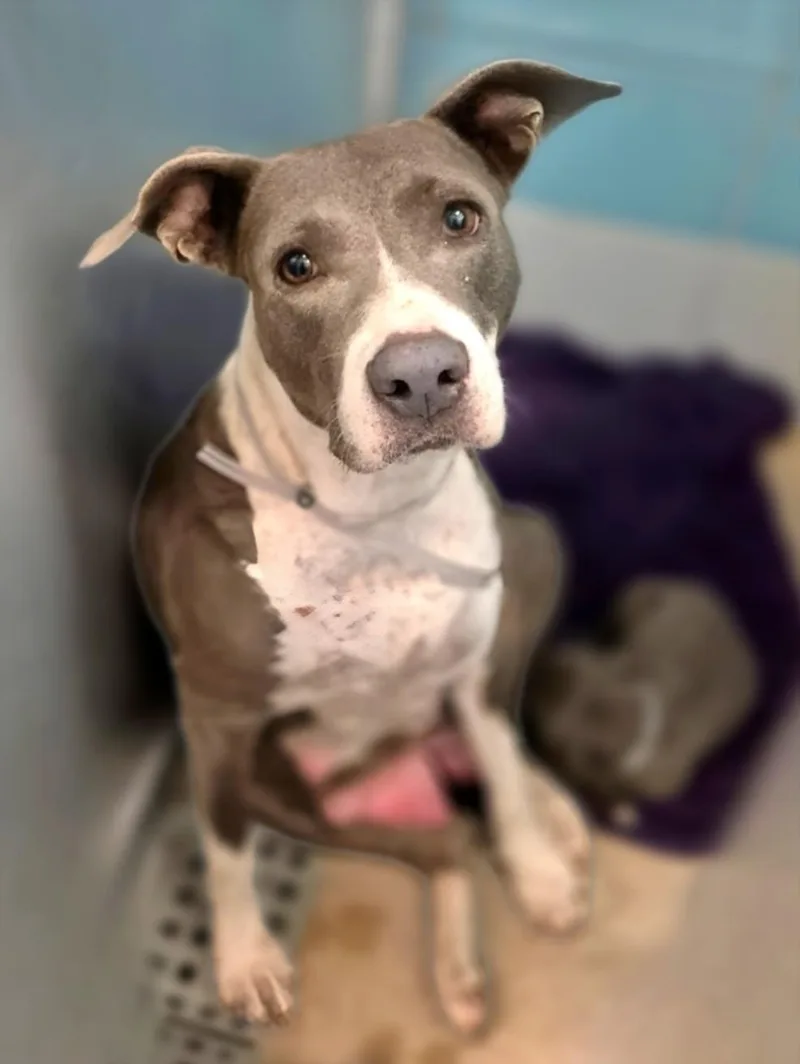 An adult large-sized female Staffordshire Bull Terrier dog named Tiramisu for adoption in Houston, TX