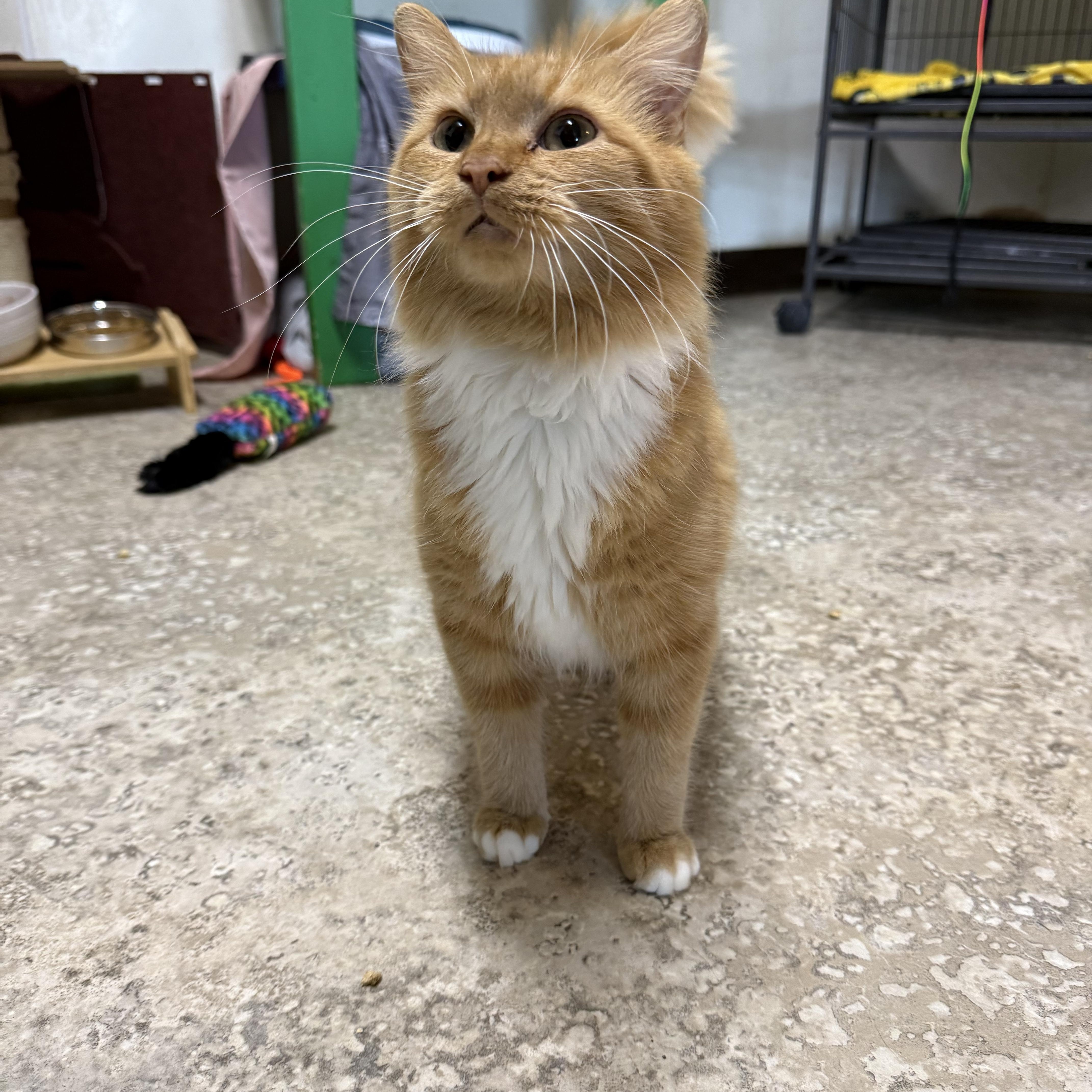 A young medium-sized female Orange & White Domestic Medium Hair cat named Lauren for adoption in Hendersonville, TN