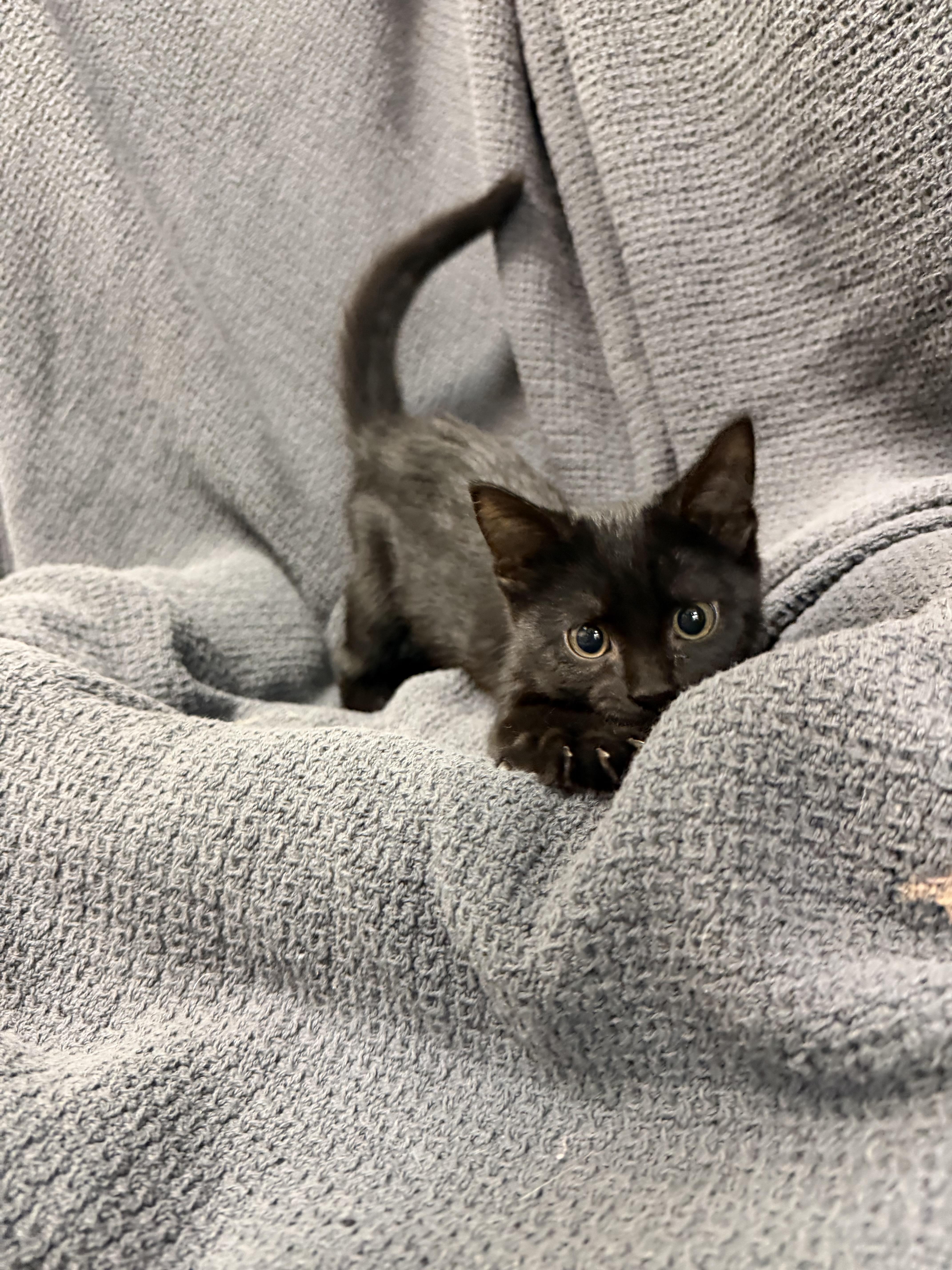 A baby medium-sized male Black Domestic Short Hair cat named Poppy for adoption in Latrobe, PA