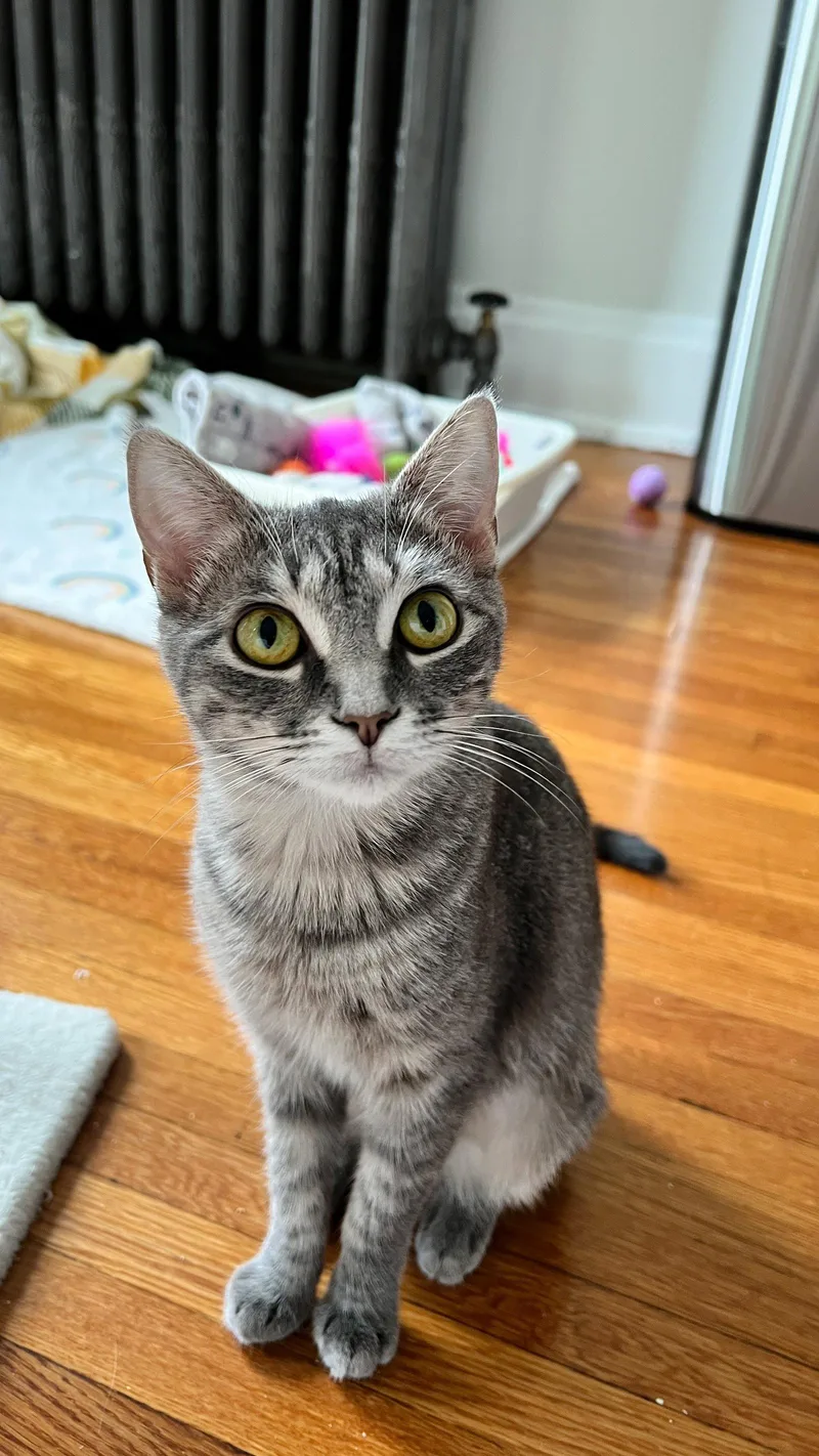 A young medium-sized female Tabby cat named Madeleine for adoption in Cincinnati, OH