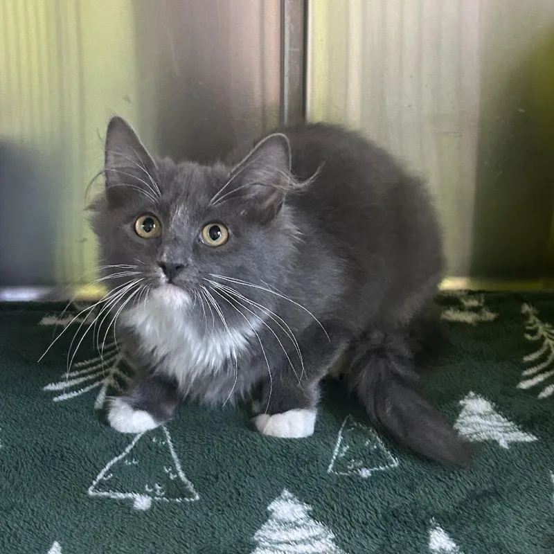 A baby small-sized female Domestic Medium Hair cat named Strawberry for adoption in Emporia, KS