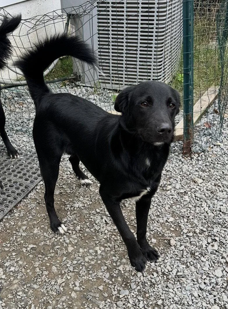 A young medium-sized male Labrador Retriever dog named Micah for adoption in Thomasville, NC