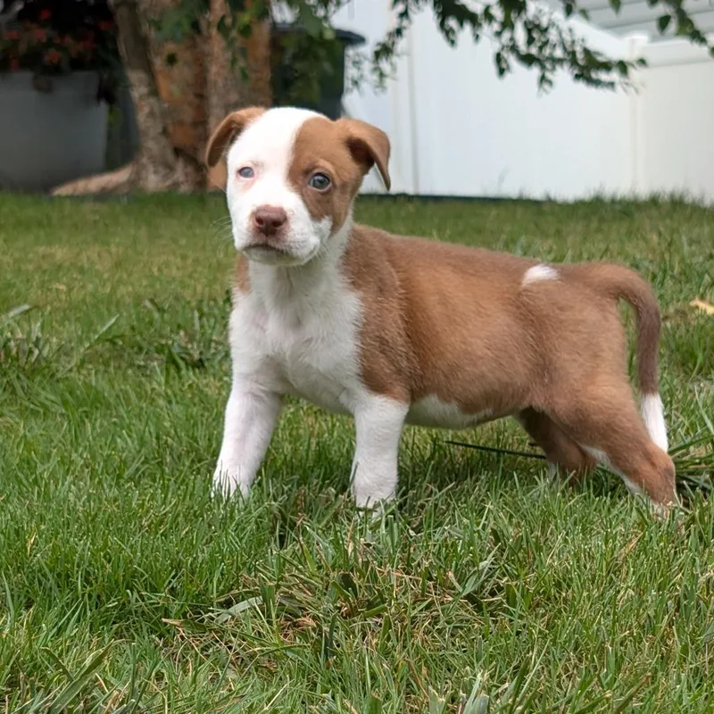 A baby medium-sized female Brown / Chocolate Pit Bull Terrier dog named Melon for adoption in Durham, NC