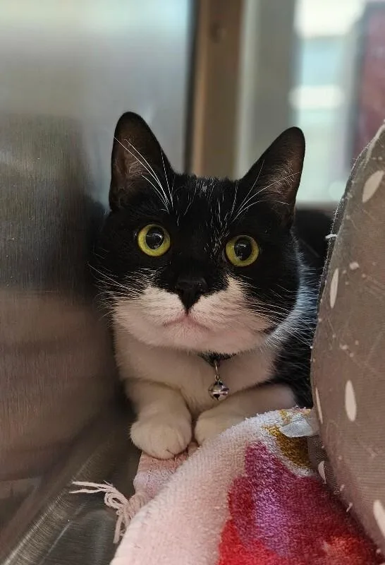 Beatrice thumbnail 2