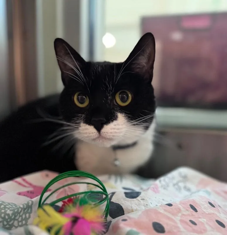 Beatrice thumbnail 3