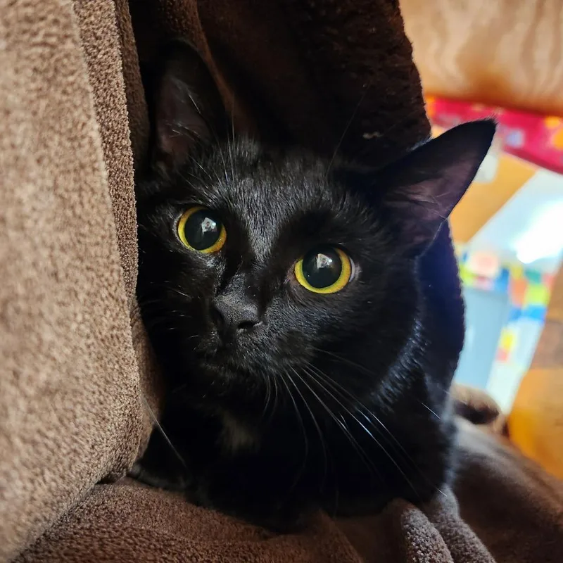 An adult medium-sized female Domestic Short Hair cat named Gasket for adoption in Delaware, OH