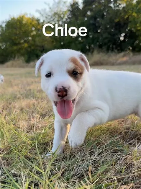 A baby medium-sized female Mixed Breed dog named Chloe for adoption in Dallas, TX