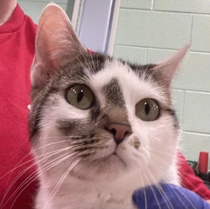 An adult small-sized female Domestic Short Hair cat named Weenie Hut Jr. for adoption in Cincinnati, OH