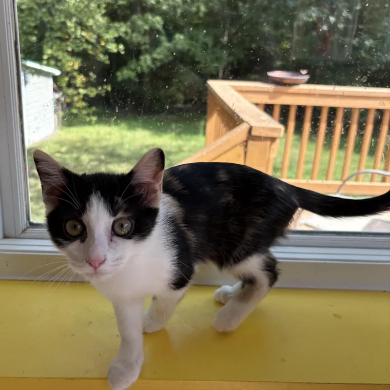 A baby medium-sized female Calico Domestic Short Hair cat named Grapenut for adoption in Apex, NC