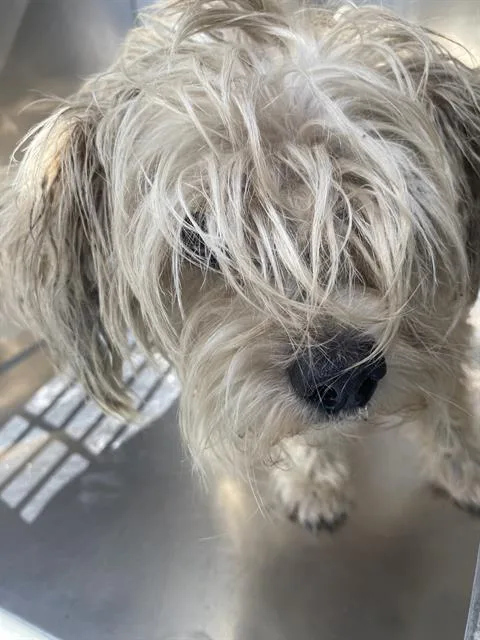 An adult small-sized male Mixed Breed dog named Bullet for adoption in Dallas, TX