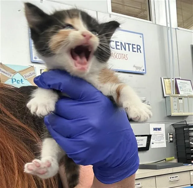 A baby medium-sized female Domestic Short Hair cat named Macaroni for adoption in Dallas, TX