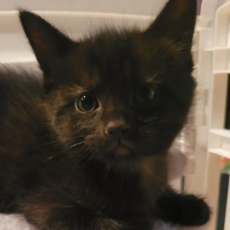 A baby small-sized male Black Domestic Short Hair cat named Moe for adoption in Ferndale, WA