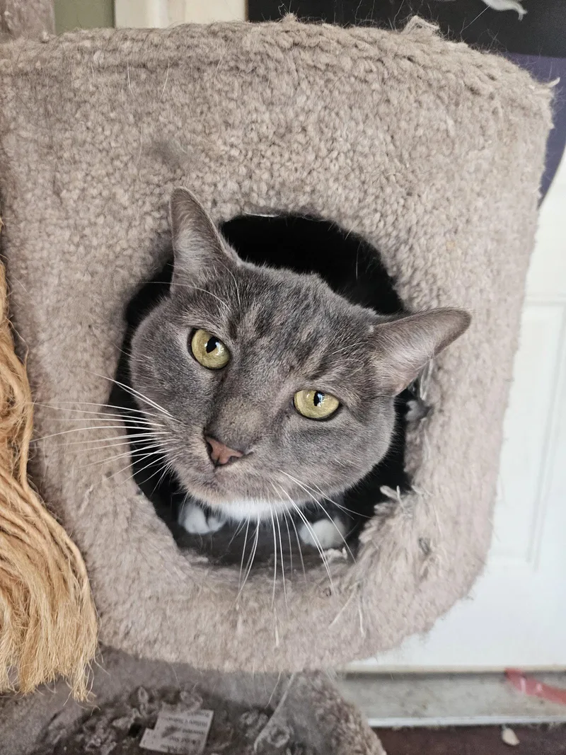 A senior large-sized male Gray & White Domestic Short Hair cat named Mr. Grey for adoption in Plano, TX