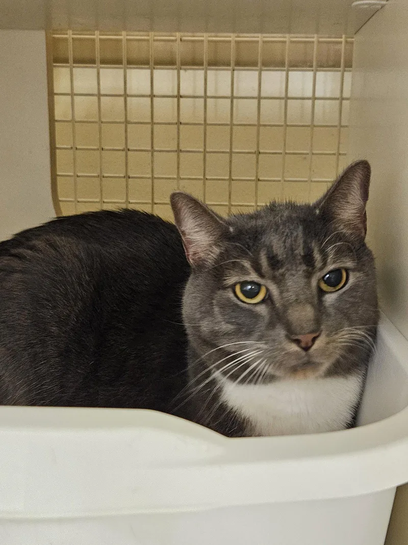 Mr. Grey thumbnail 2