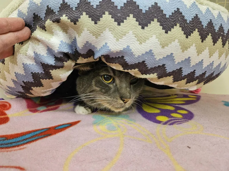 Mr. Grey thumbnail 3