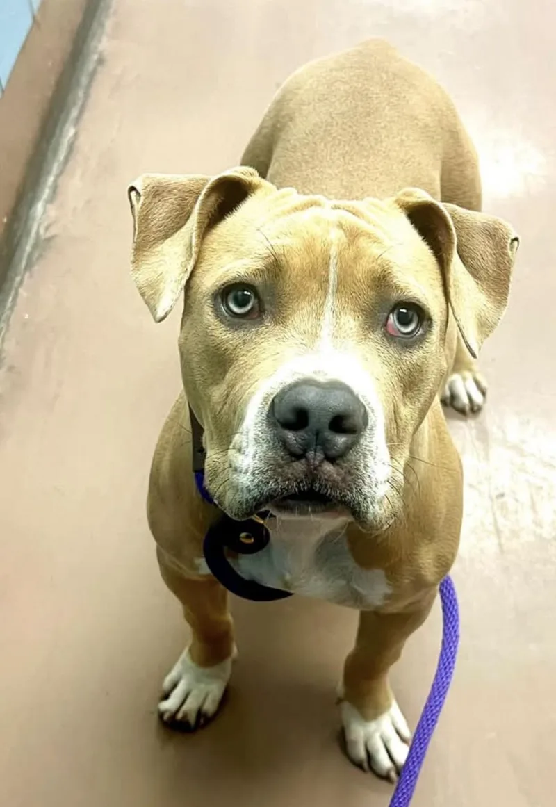 An adult medium-sized female Yellow / Tan / Blond / Fawn Pit Bull Terrier dog named Serafina for adoption in Chicago, IL