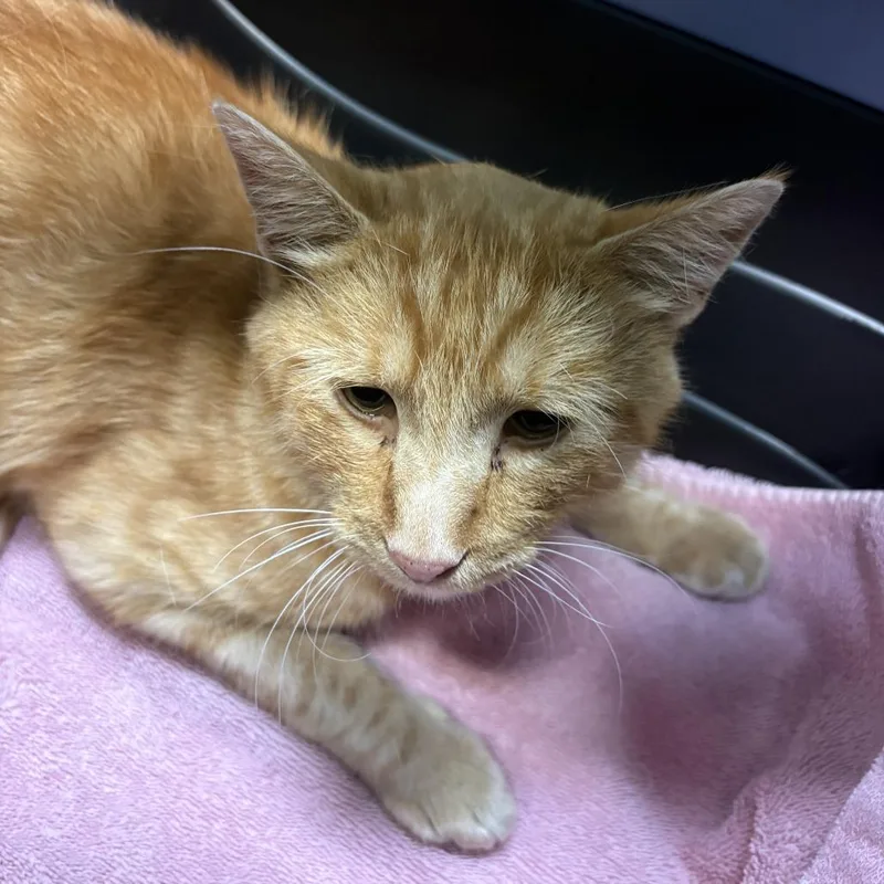 An adult medium-sized male Domestic Short Hair cat named Robert for adoption in Tacoma, WA