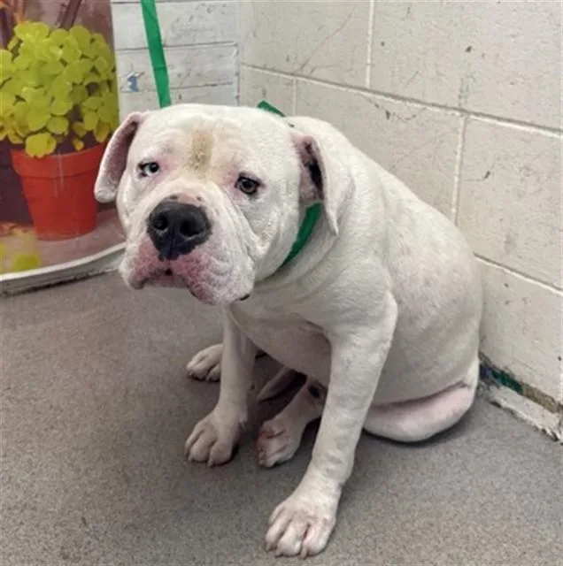 A young large-sized male Pit Bull Terrier dog named Howard for adoption in San Bernardino, CA