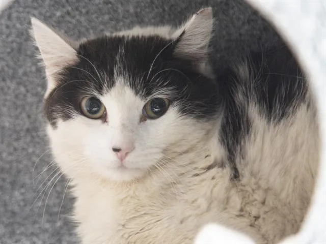A young small-sized female Domestic Short Hair cat named Alana for adoption in Phoenix, AZ