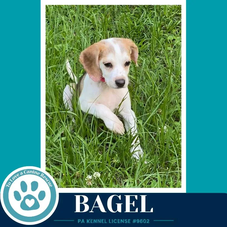 A baby medium-sized female Tricolor (Brown, Black, & White) Beagle dog named Bagel for adoption in Kimberton, PA
