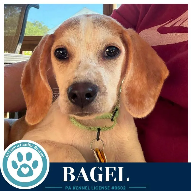Bagel thumbnail 2