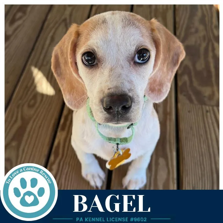Bagel thumbnail 3
