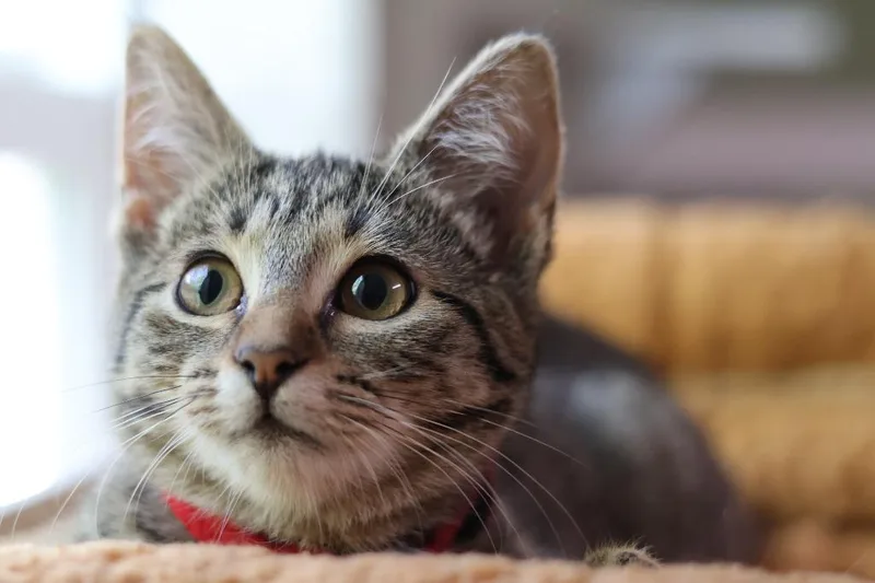 A baby medium-sized female Domestic Short Hair cat named Screech for adoption in Hot Springs, AR