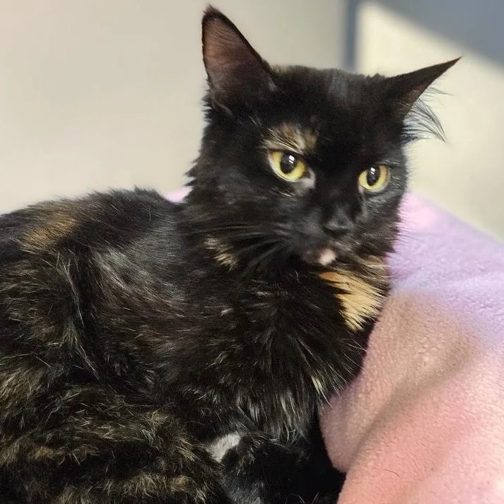 An adult medium-sized female Tortoiseshell Domestic Medium Hair cat named Lucia for adoption in Schnecksville, PA