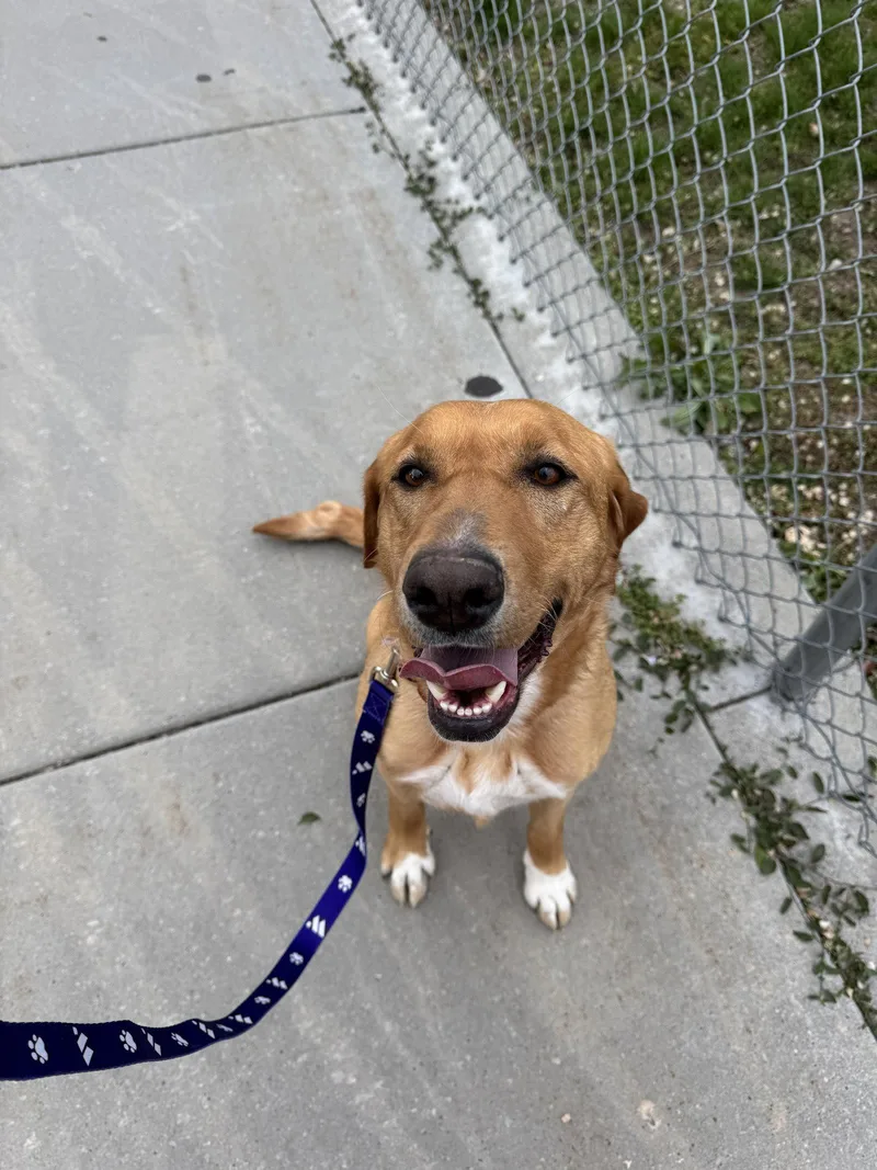 An adult large-sized female Labrador Retriever dog named Stella Artemis for adoption in Salt Lake City, UT