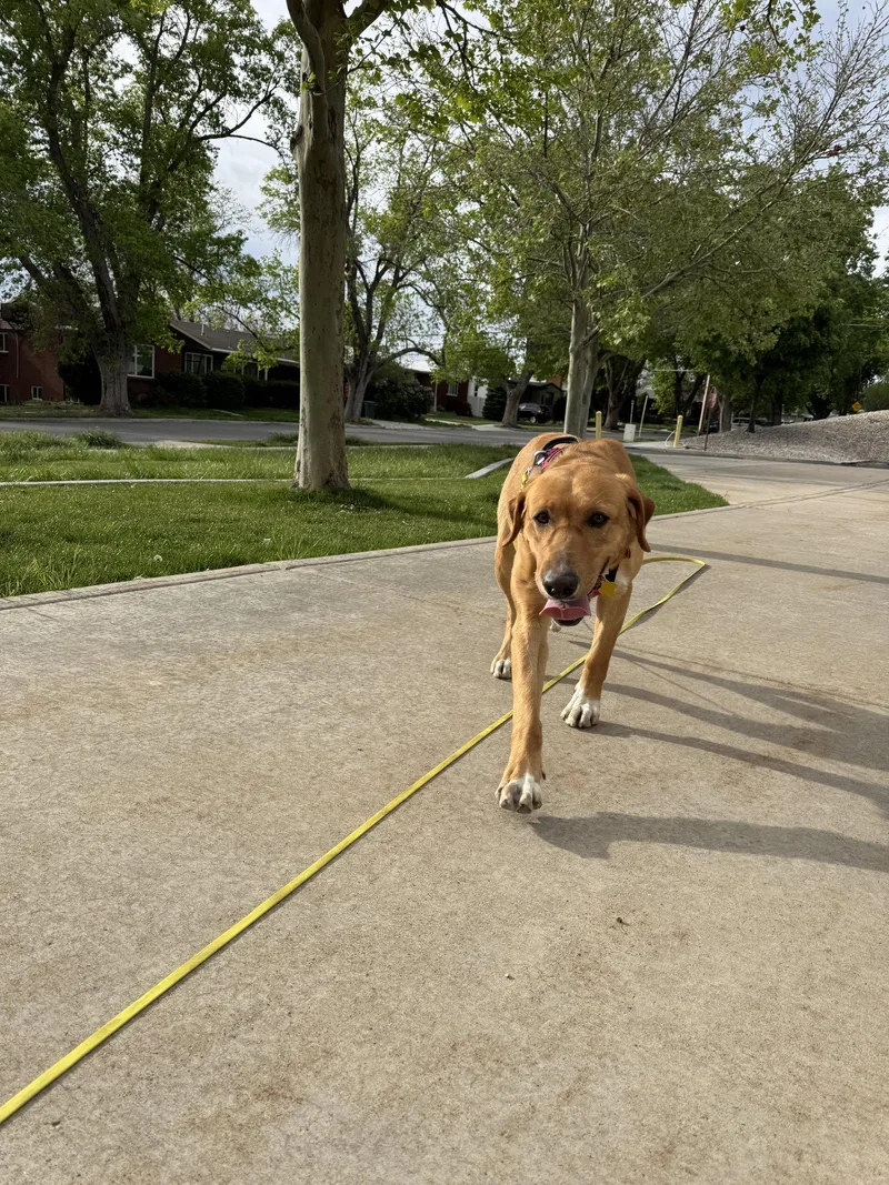 Stella Artemis thumbnail 2