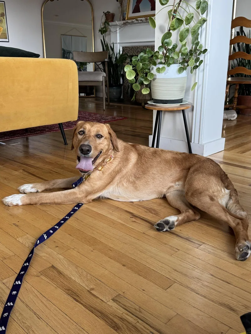 Stella Artemis thumbnail 3