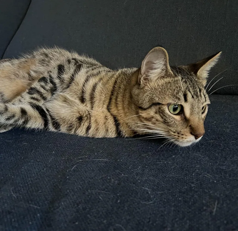 Jasper Carstowaway thumbnail 2