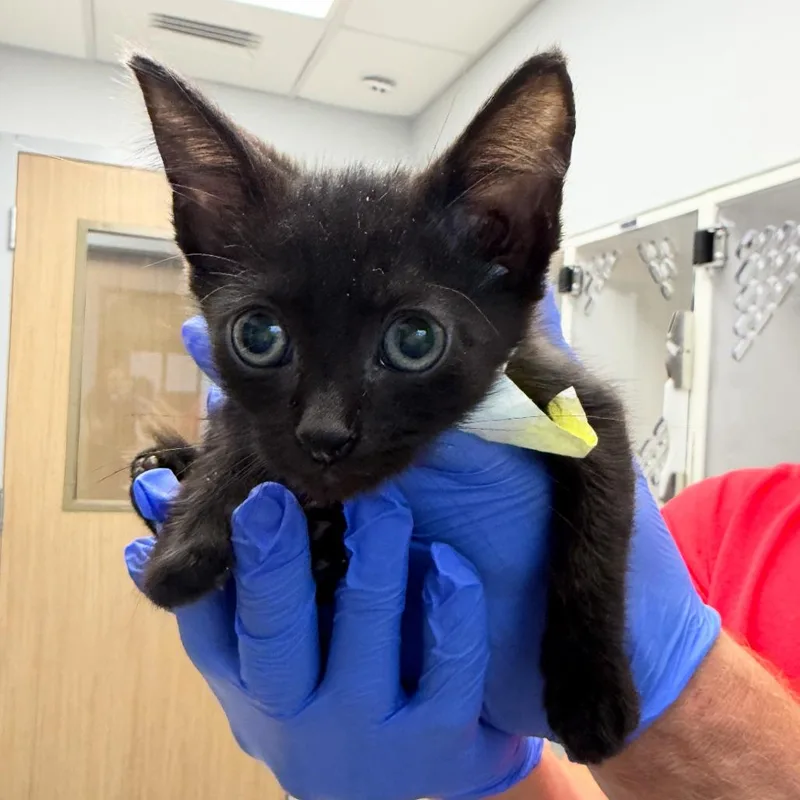 A baby small-sized male Black Domestic Short Hair cat named Timber for adoption in Marshall, TX