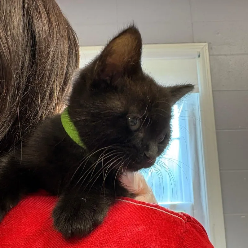 A baby small-sized male Black Domestic Short Hair cat named Dos for adoption in South Elgin, IL