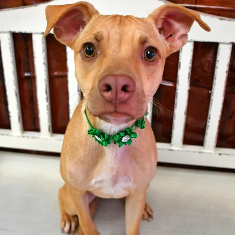 A young small-sized female Yellow / Tan / Blond / Fawn Terrier dog named Luisa for adoption in Beaumont, TX