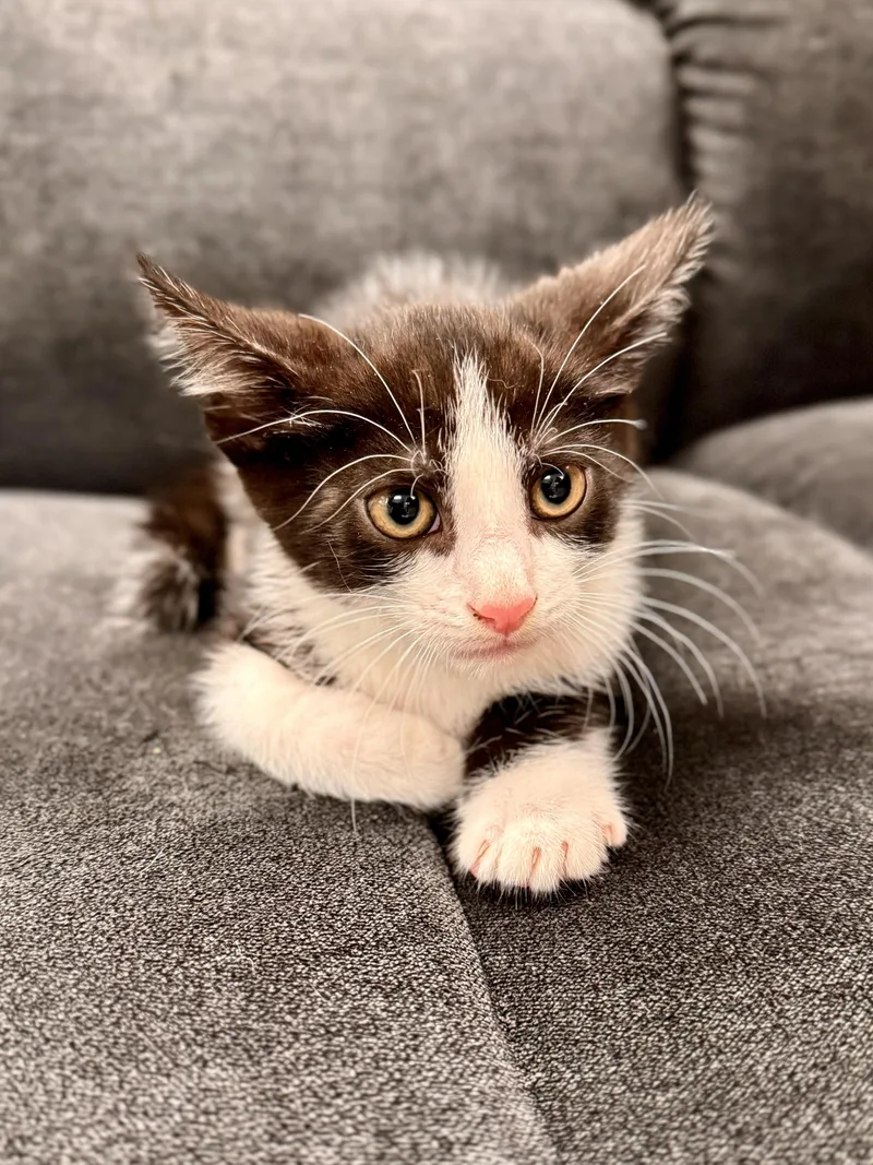 A baby medium-sized male Black Domestic Short Hair cat named SmokeCrest for adoption in Midland, MI