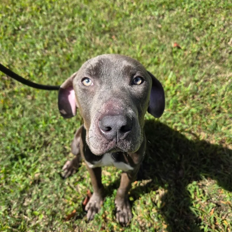 An adult medium-sized male Gray / Blue / Silver Pit Bull Terrier dog named Dillon for adoption in Greensboro, NC