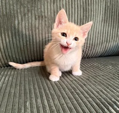 A baby medium-sized male Buff & White Domestic Short Hair cat named Aries for adoption in Andover, MN