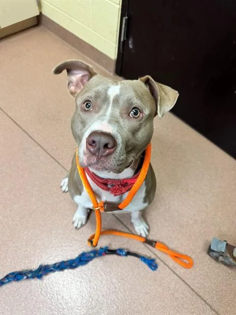 A young large-sized male Pit Bull Terrier dog named Heath for adoption in Cookeville, TN